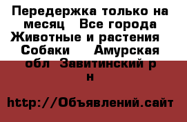 Передержка только на месяц - Все города Животные и растения » Собаки   . Амурская обл.,Завитинский р-н